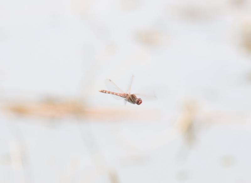 Photo of Variegated Meadowhawk