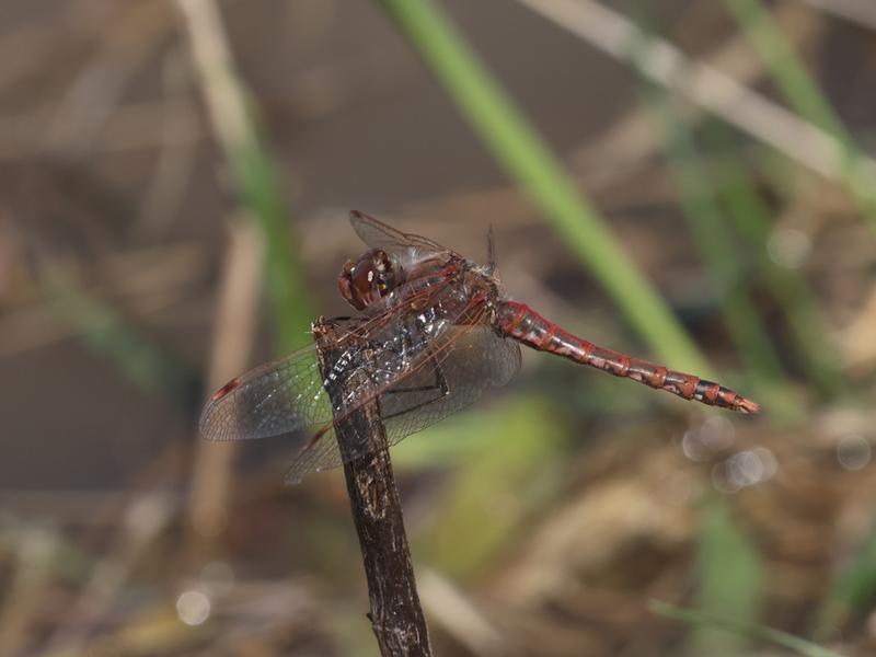 Photo of Variegated Meadowhawk