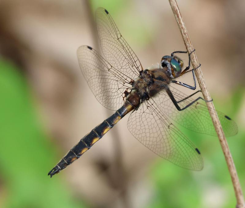 Photo of Beaverpond Baskettail