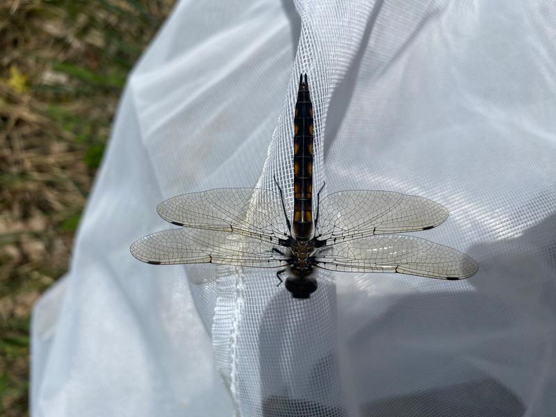 Photo of Beaverpond Baskettail