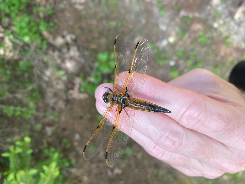 Photo of Four-spotted Skimmer