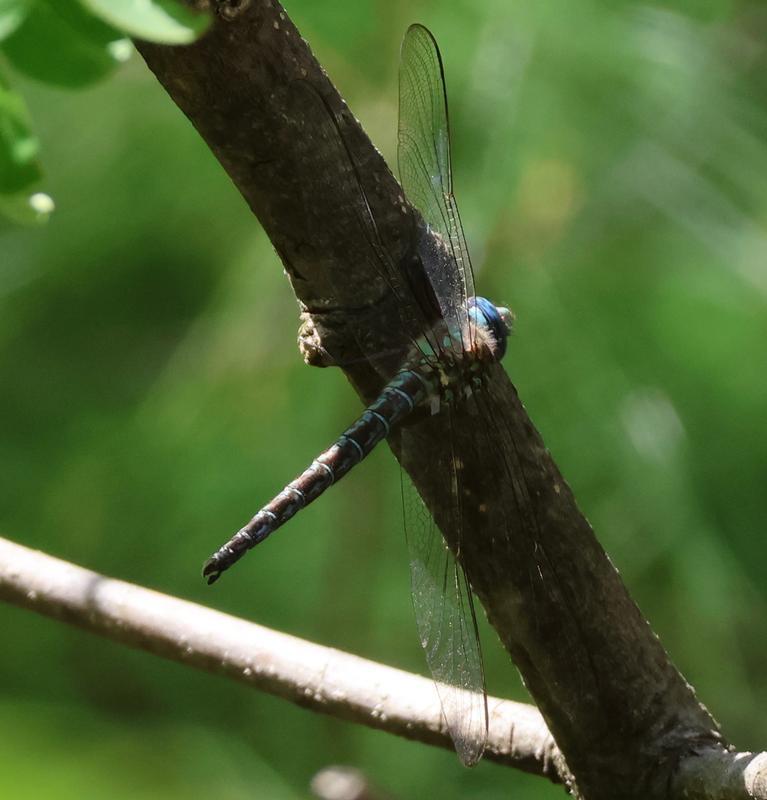 Photo of Cyrano Darner