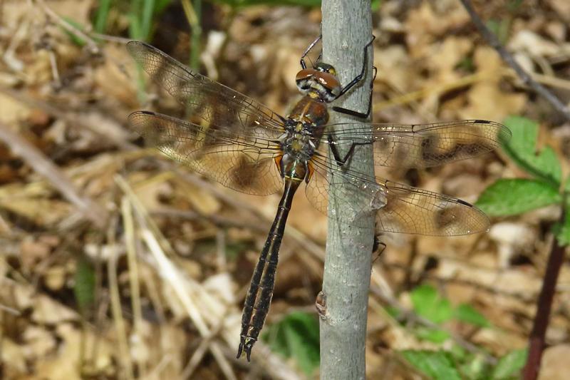 Photo of American Emerald