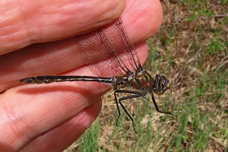 Photo of American Emerald