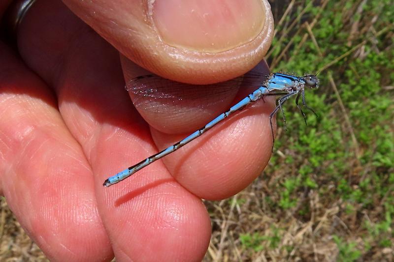 Photo of Familiar Bluet