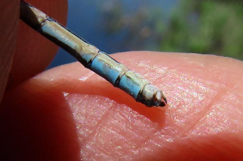 Photo of Familiar Bluet