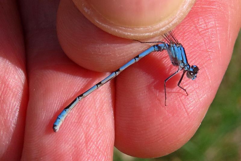 Photo of Familiar Bluet