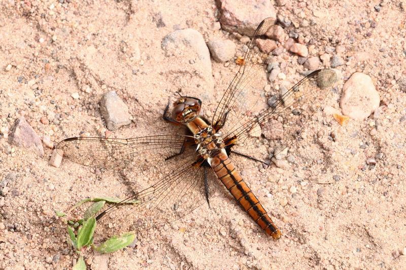 Photo of Chalk-fronted Corporal