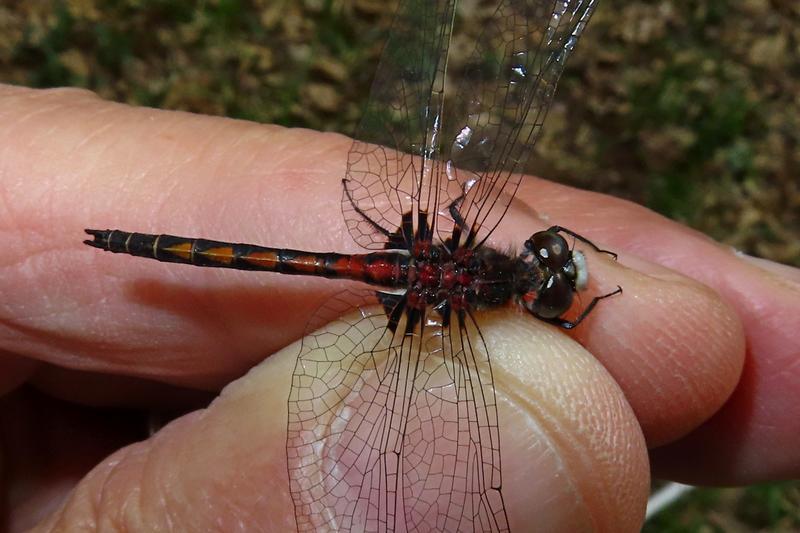 Photo of Hudsonian Whiteface