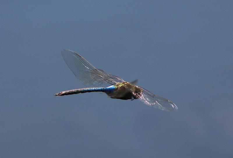 Photo of Common Green Darner