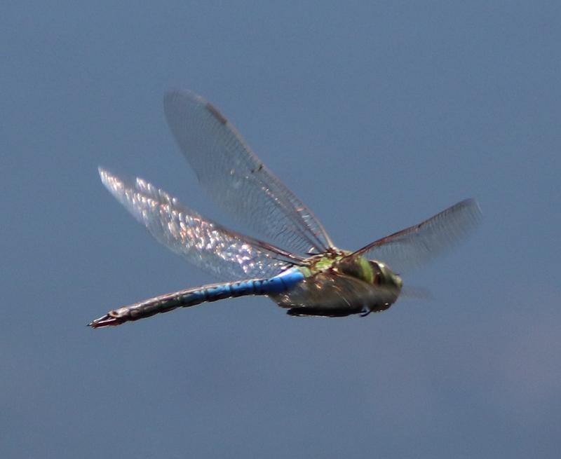 Photo of Common Green Darner