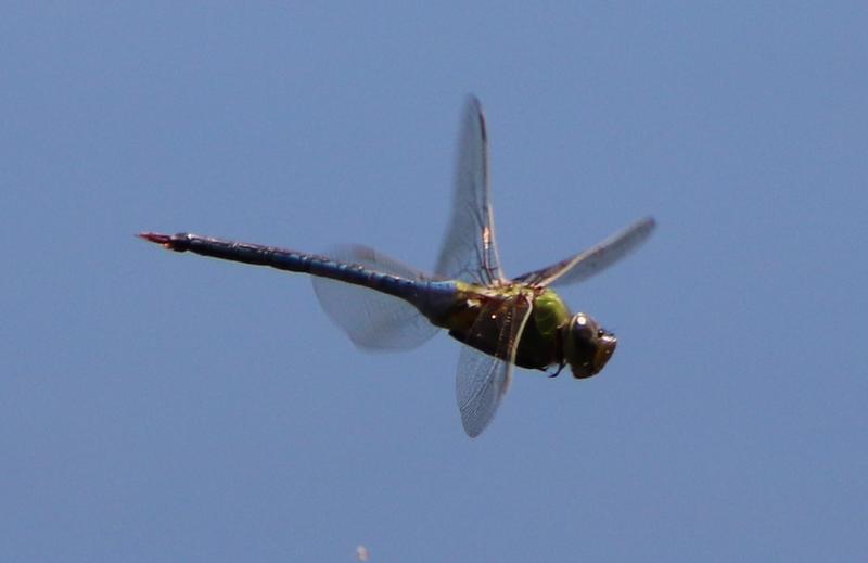 Photo of Common Green Darner