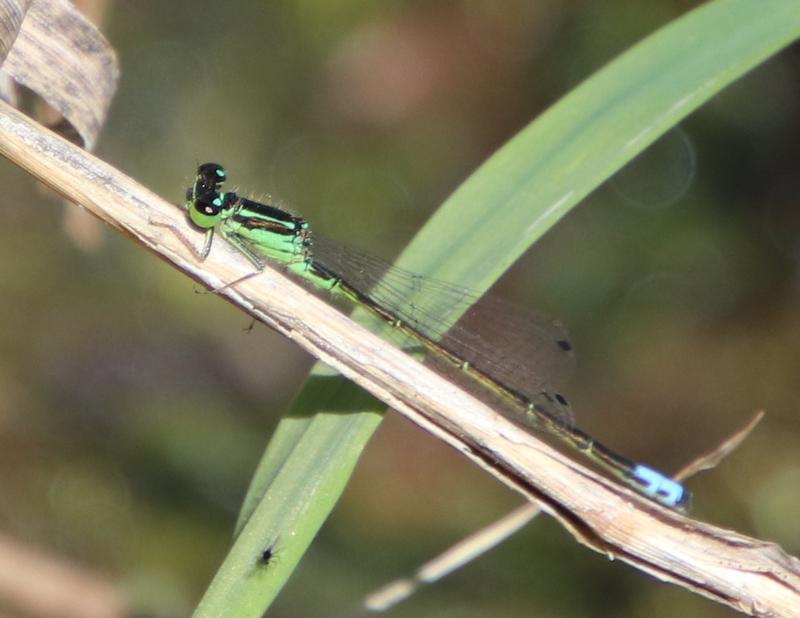 Photo of Eastern Forktail