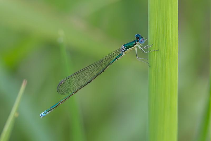 Photo of Sedge Sprite