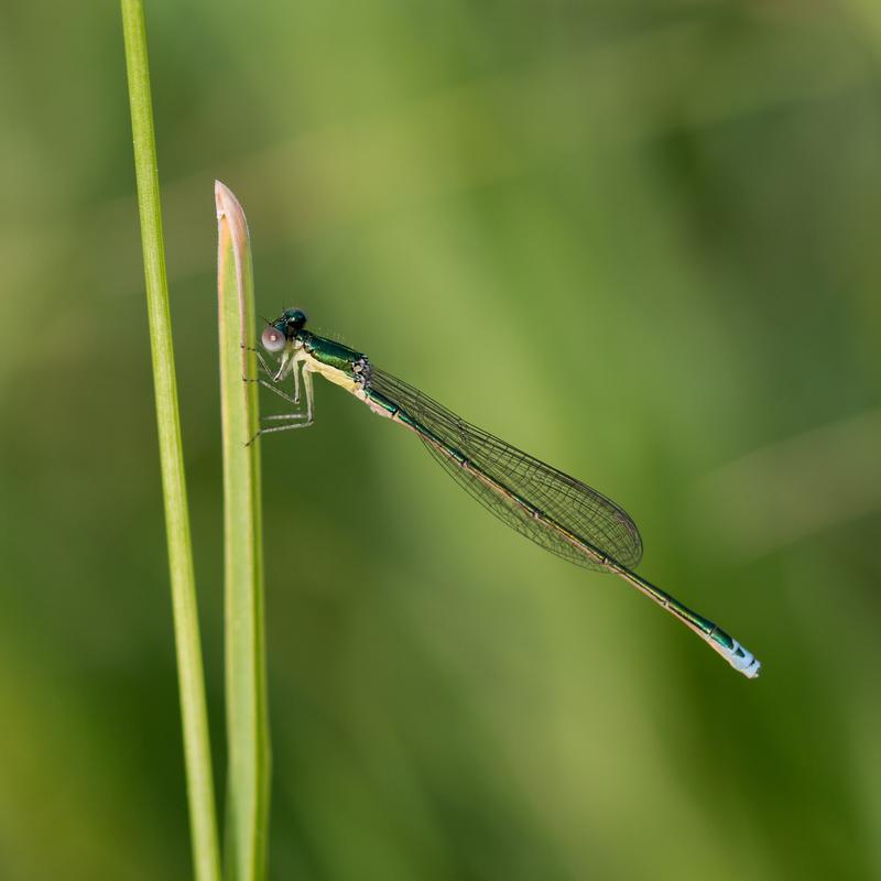Photo of Sedge Sprite