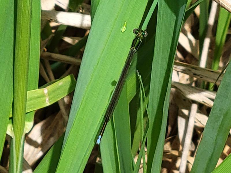 Photo of Sedge Sprite