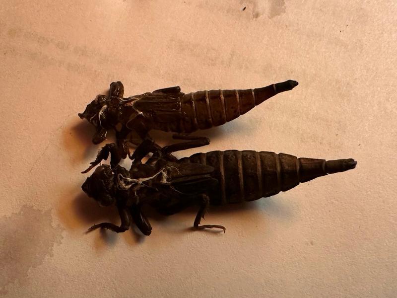 Photo of Horned Clubtail