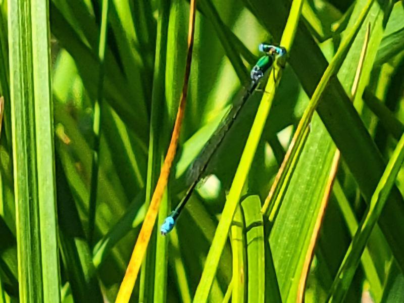 Photo of Sedge Sprite