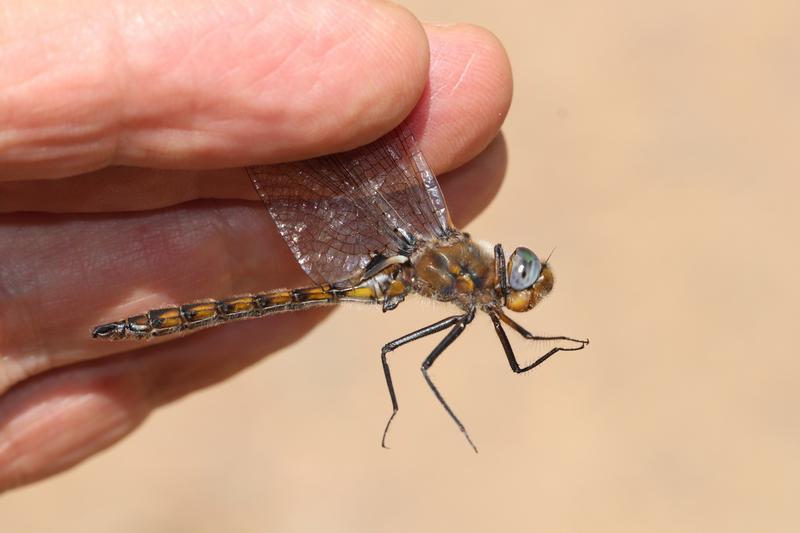 Photo of Beaverpond Baskettail