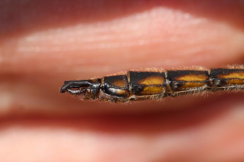 Photo of Beaverpond Baskettail