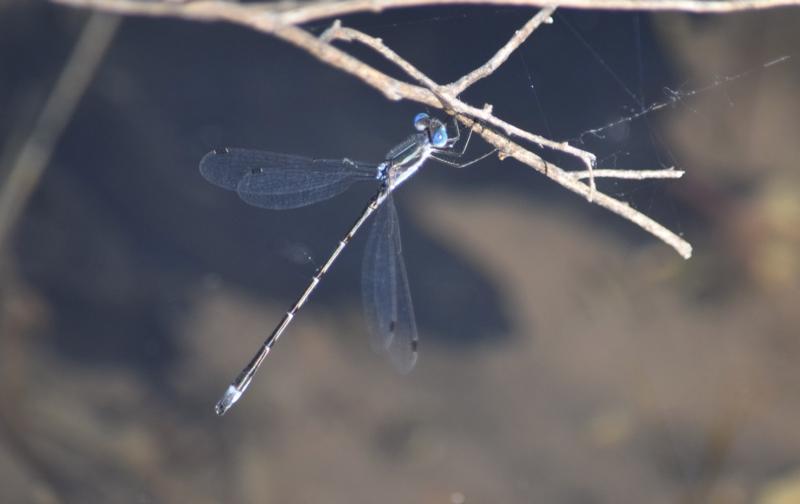 Photo of Southern Spreadwing