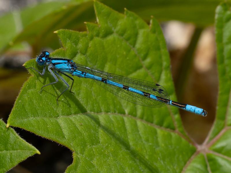 Photo of Boreal Bluet