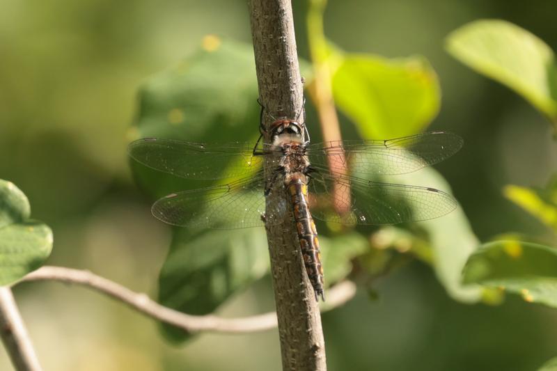 Photo of Common Baskettail