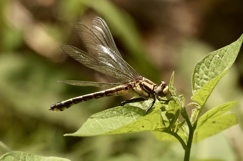 Photo of Midland Clubtail