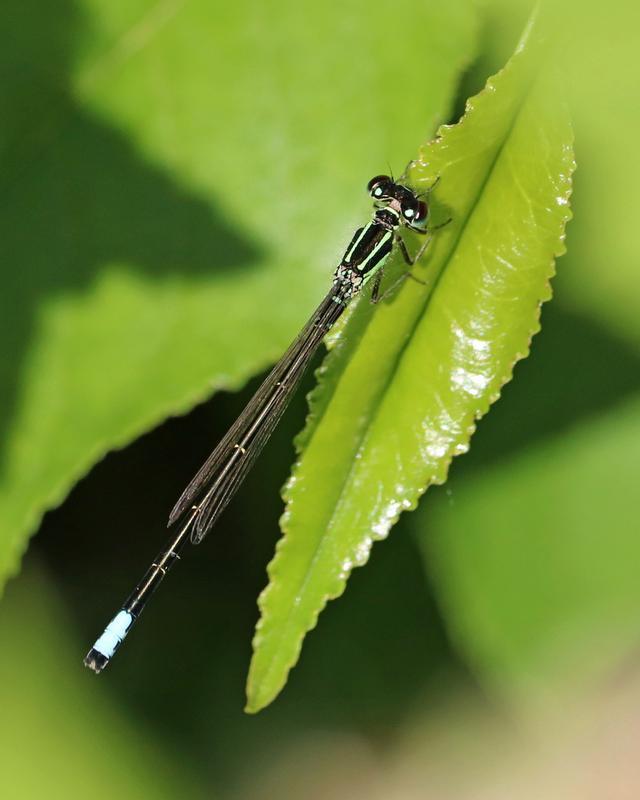 Photo of Eastern Forktail