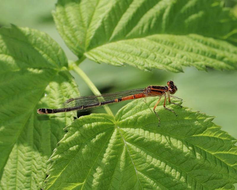 Photo of Eastern Forktail