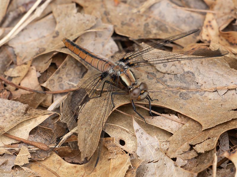 Photo of Chalk-fronted Corporal
