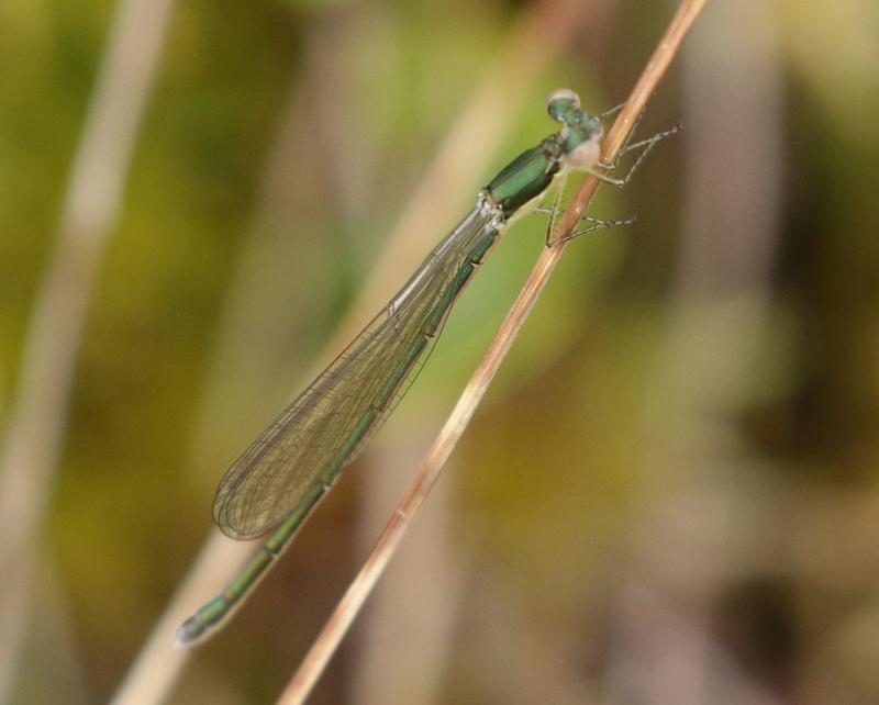 Photo of Sedge Sprite