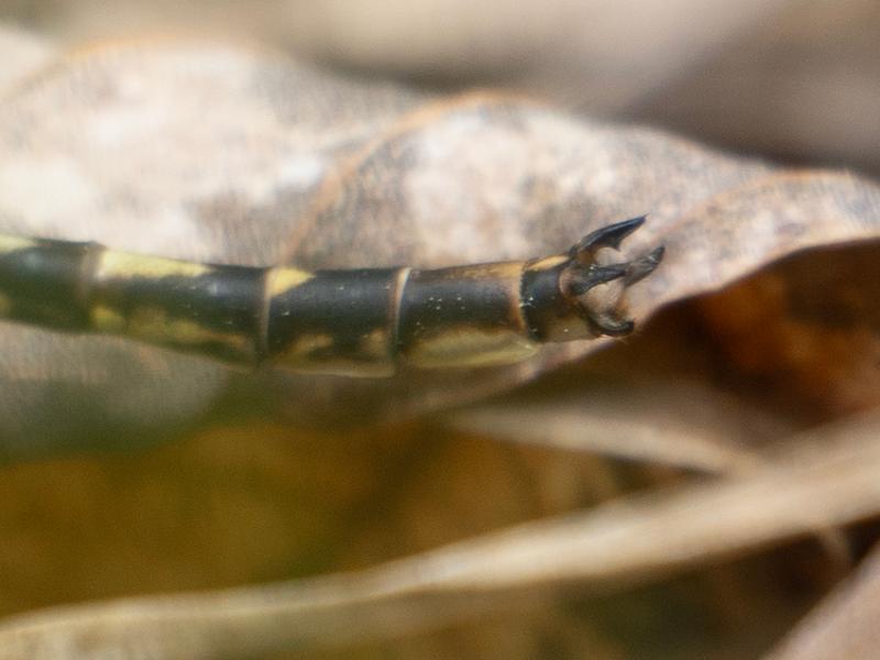 Photo of Dusky Clubtail