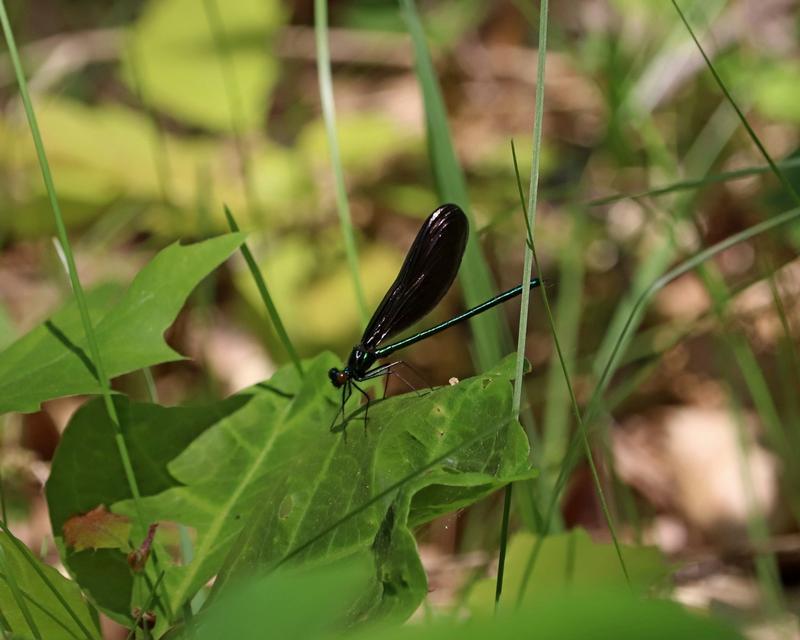 Photo of Ebony Jewelwing