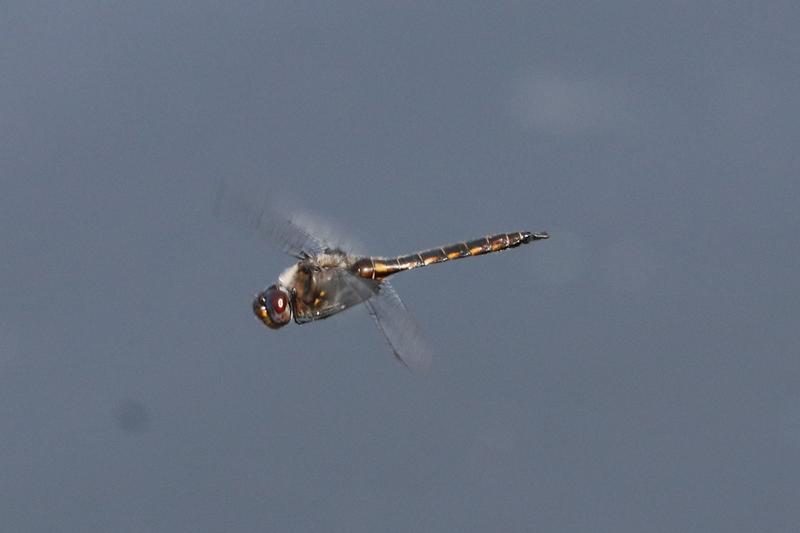 Photo of Common Baskettail