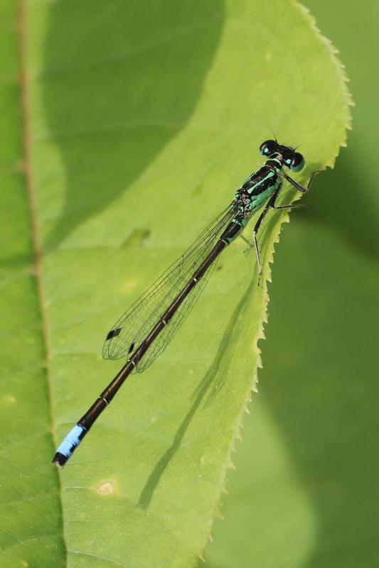 Photo of Eastern Forktail