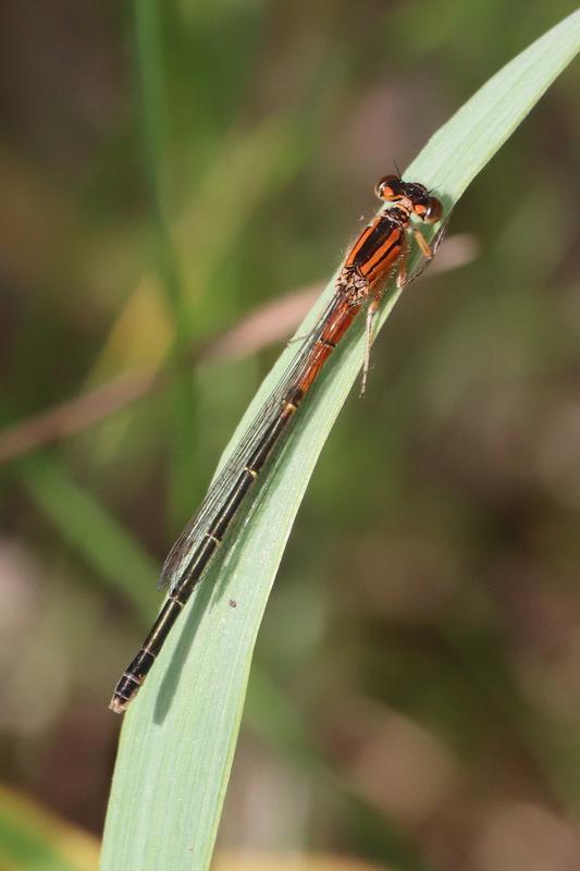 Photo of Eastern Forktail