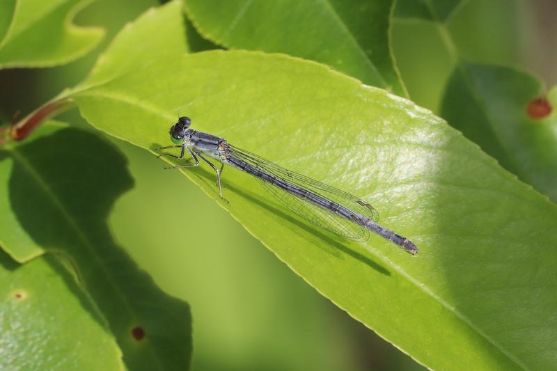 Photo of Eastern Forktail