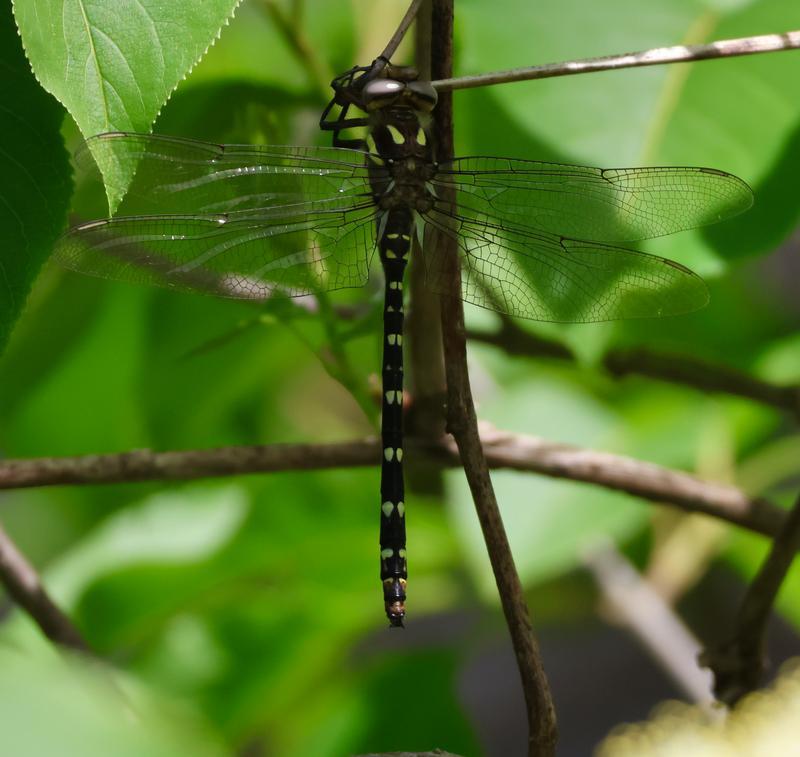 Photo of Twin-spotted Spiketail