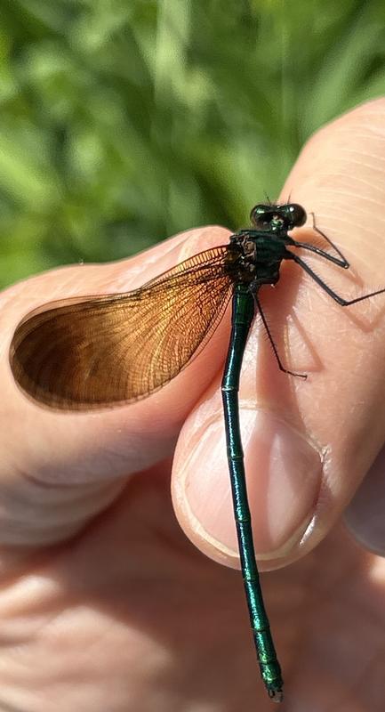 Photo of River Jewelwing