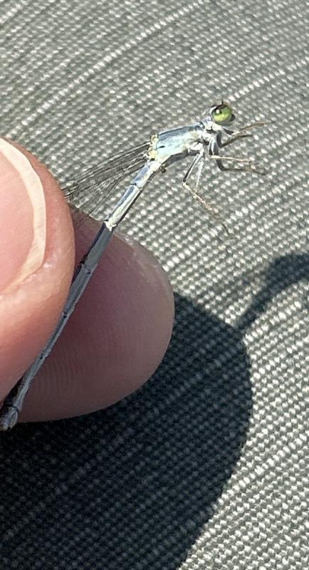 Photo of Eastern Forktail