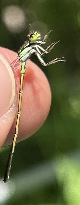 Photo of Fragile Forktail