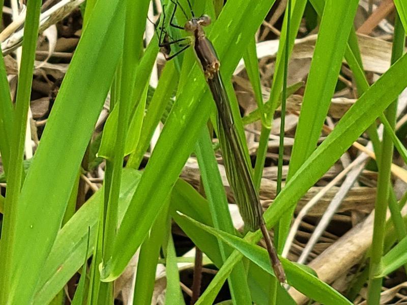 Photo of Elegant Spreadwing