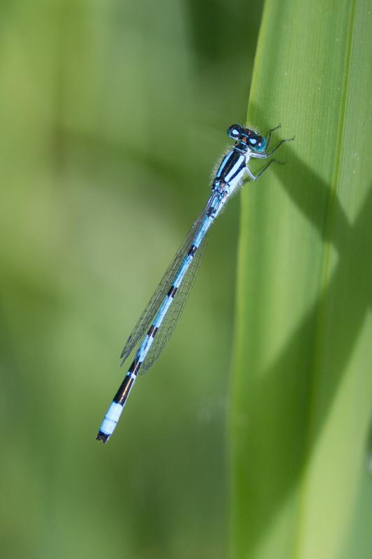 Photo of Marsh Bluet