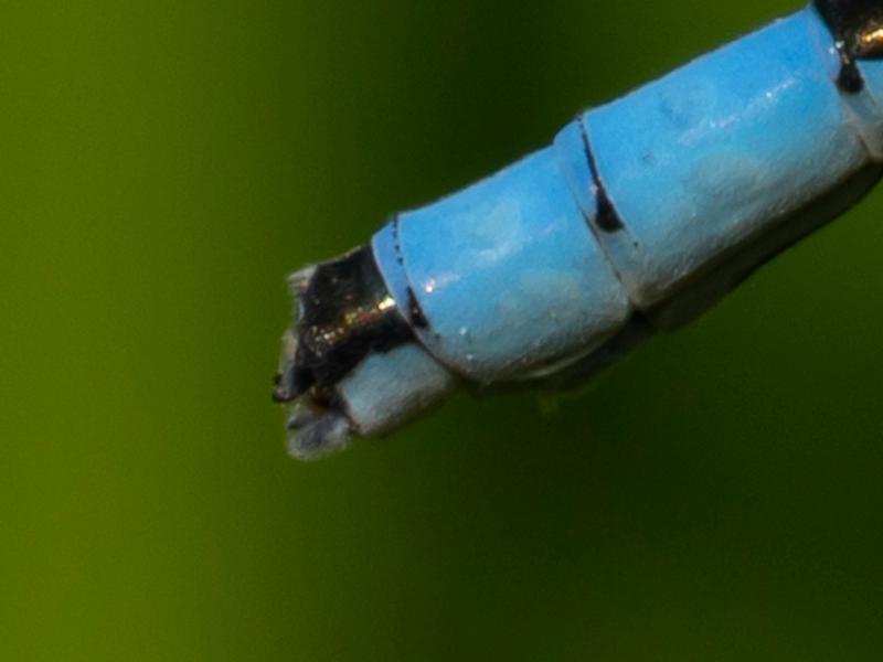 Photo of Hagen's Bluet