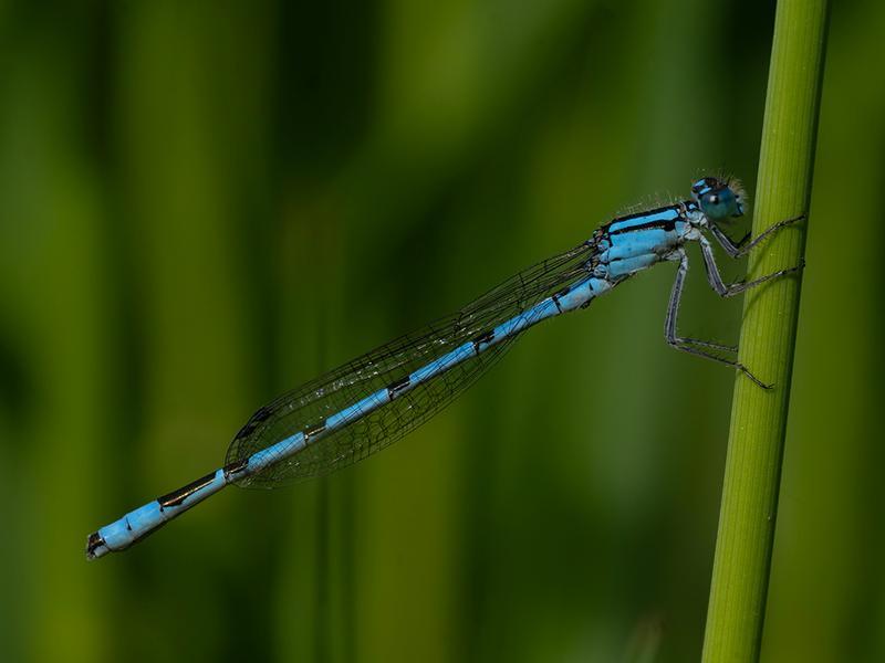 Photo of Hagen's Bluet