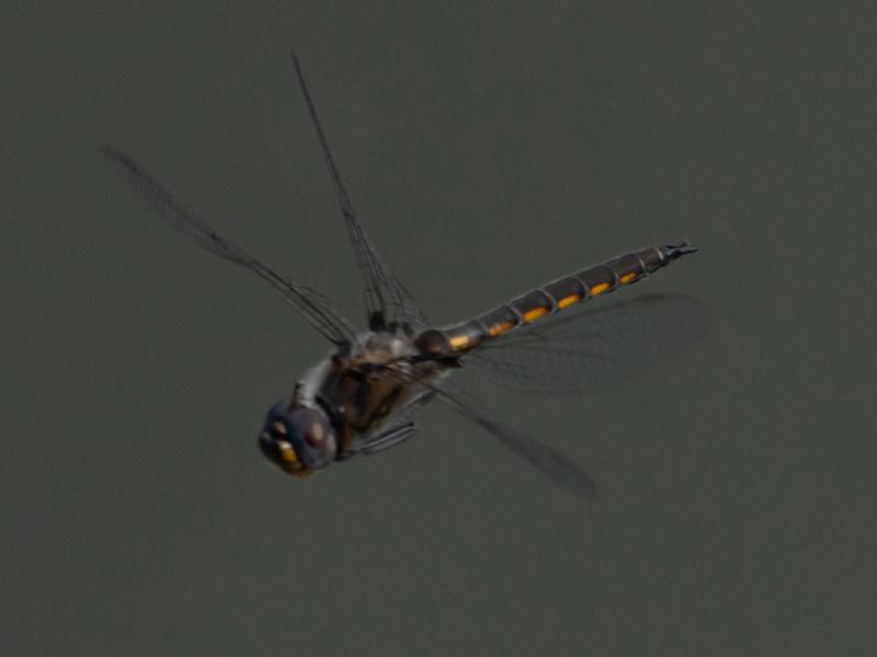 Photo of Common Baskettail