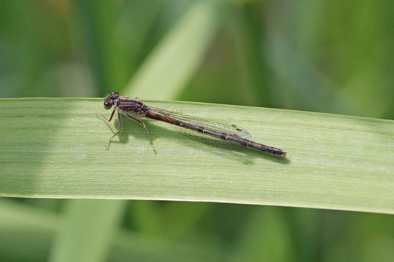 Photo of Eastern Forktail