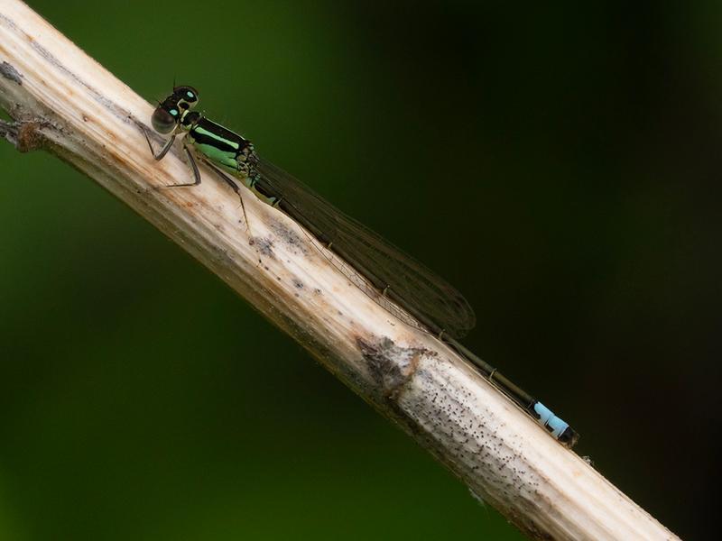 Photo of Eastern Forktail