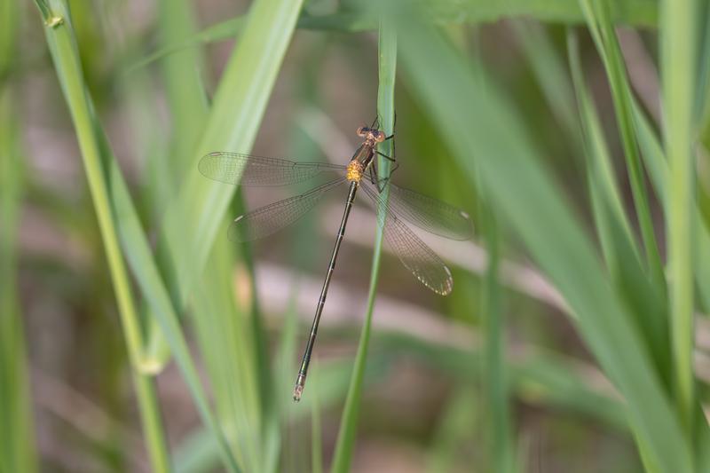 Photo of Elegant Spreadwing